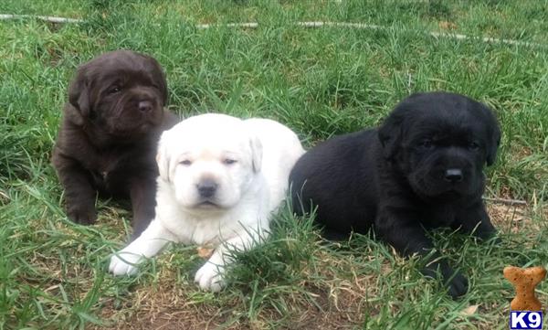 rufflabs Picture 1